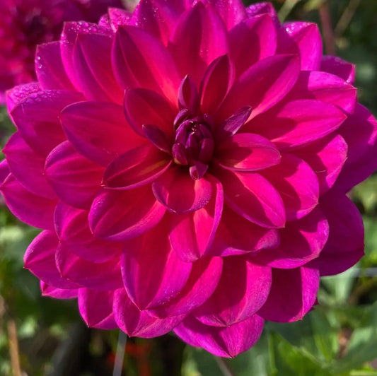Sandia Nocturne Dahlia Tuber