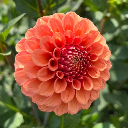 Rose Toscano Dahlia Tuber