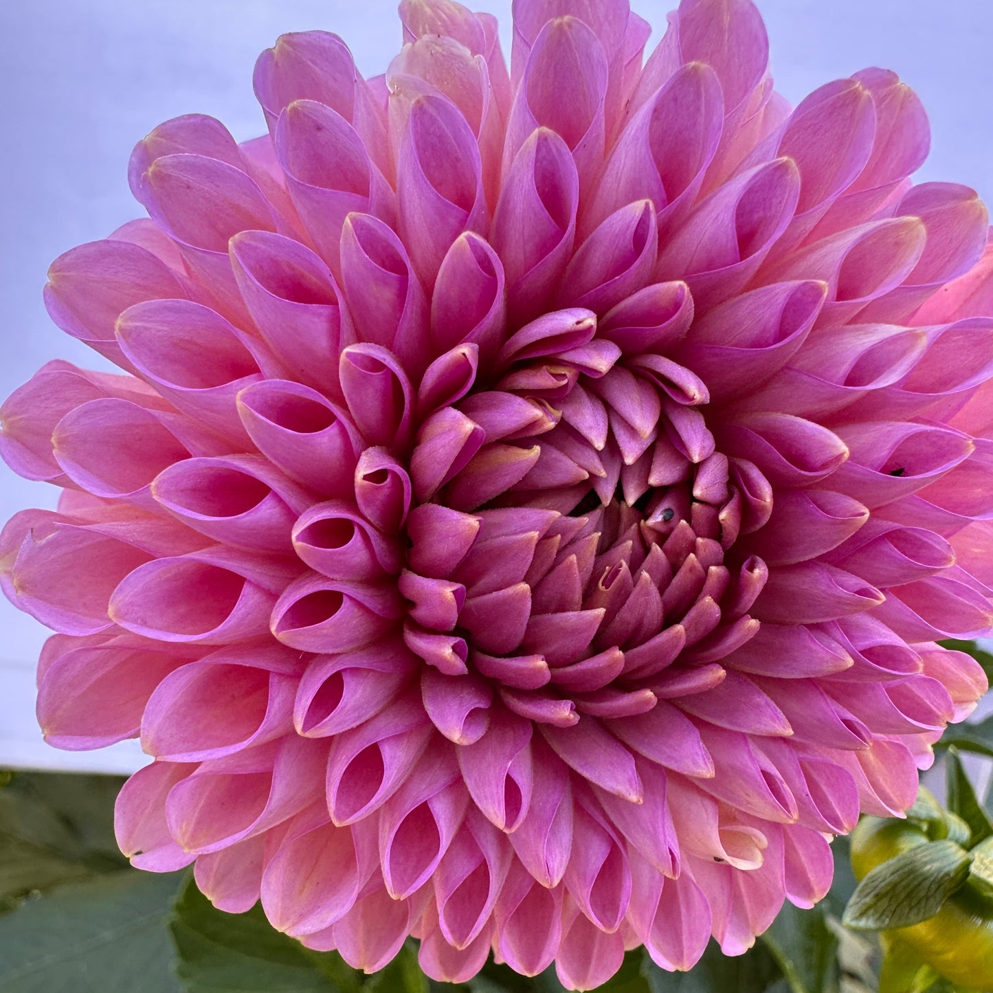 Westerton Pearl Dahlia Tuber