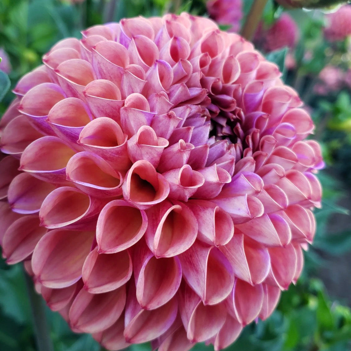 Caitlyn's Joy Dahlia Tuber
