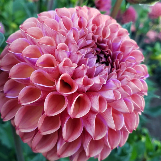 Caitlyn's Joy Dahlia Tuber
