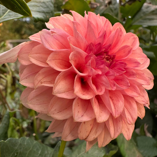KA's® Keltie Rose Dahlia Tuber