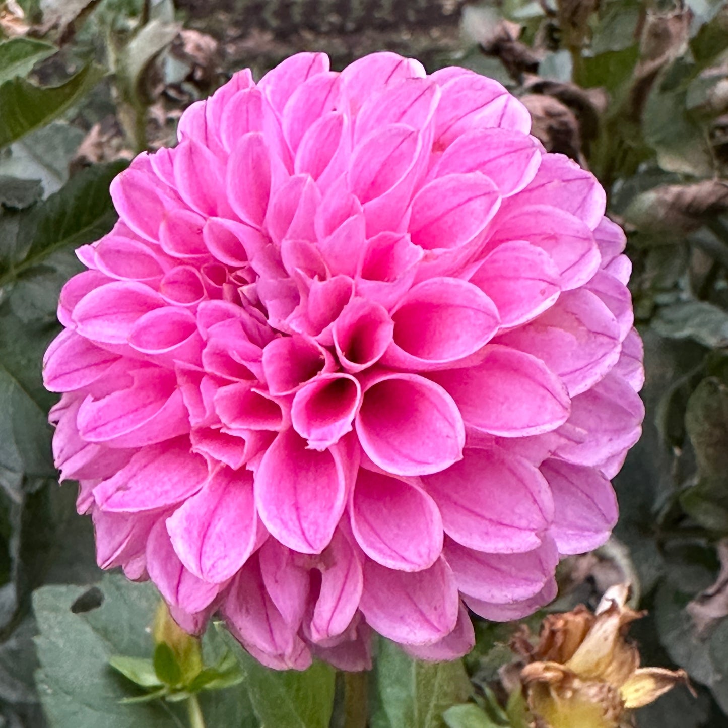 Mary's Jomanda Dahlia Tuber