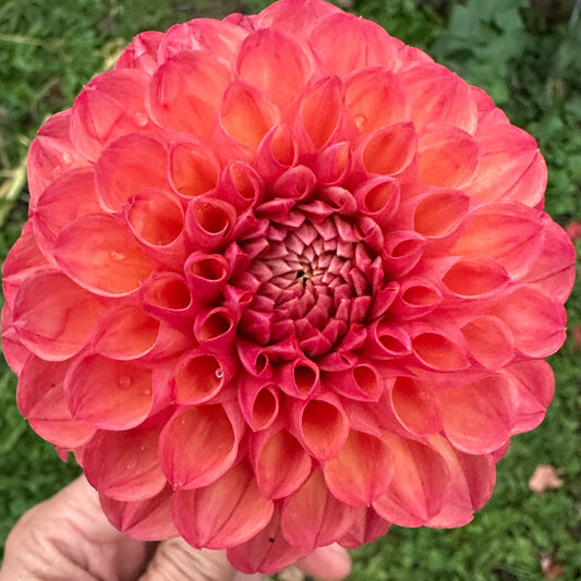 Robin Hood Dahlia Tuber