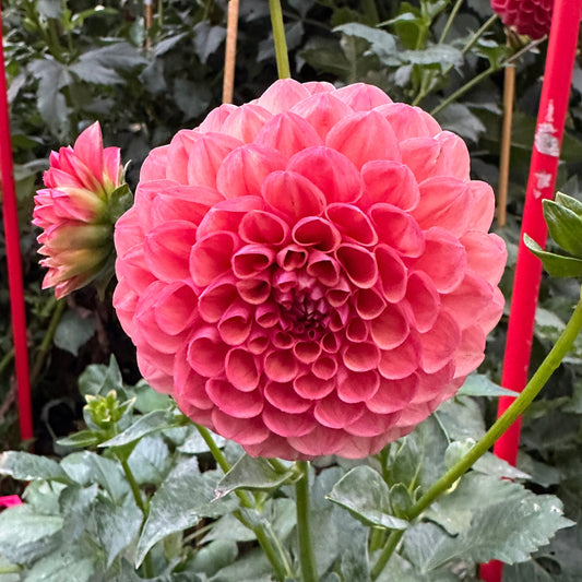 Robin Hood Dahlia Tuber