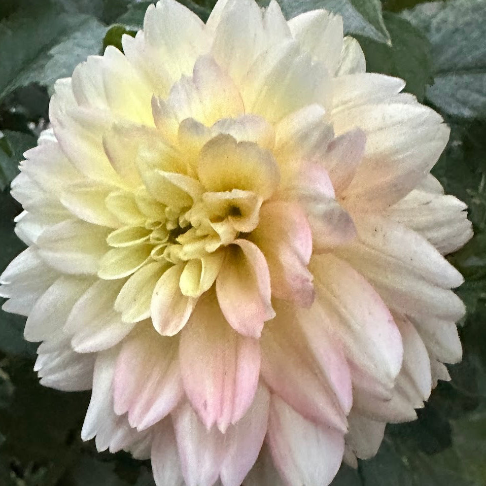 Verkist Tranquility Dahlia Tuber