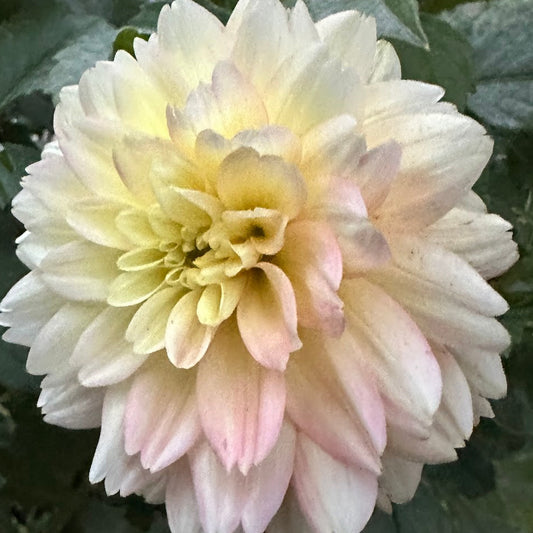 Verkist Tranquility Dahlia Tuber