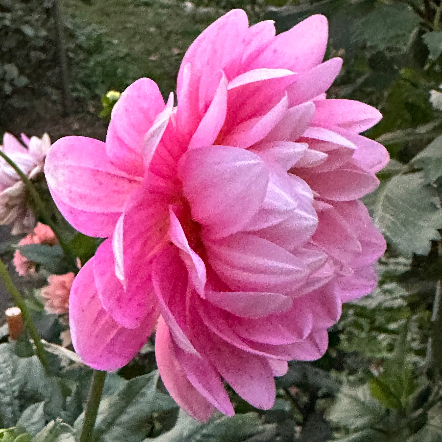Hollyhill Pink Parfait Dahlia Tuber