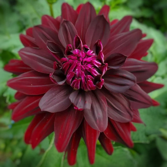 Hollyhill Black Beauty Dahlia Tuber