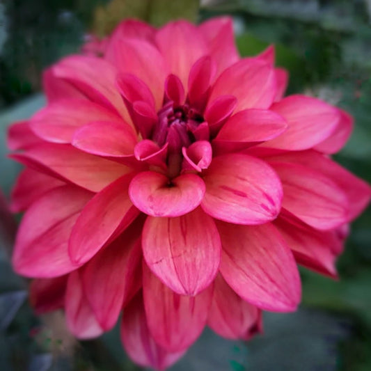 Groovy Dahlia Tuber