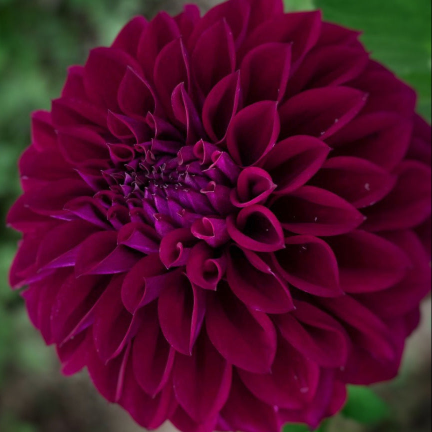 Diva Dahlia Tuber
