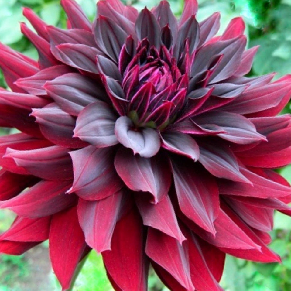 Rip City Dahlia Tuber