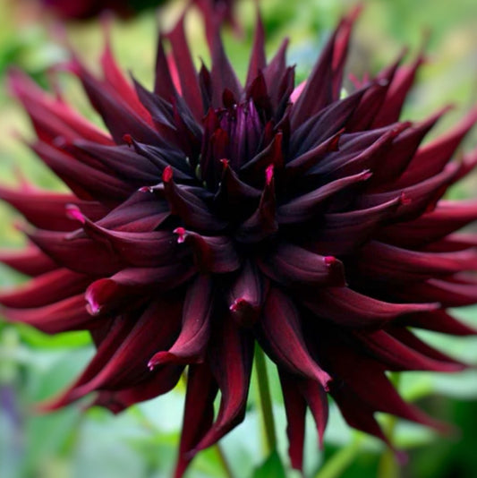 Black Narcissus Dahlia Tuber