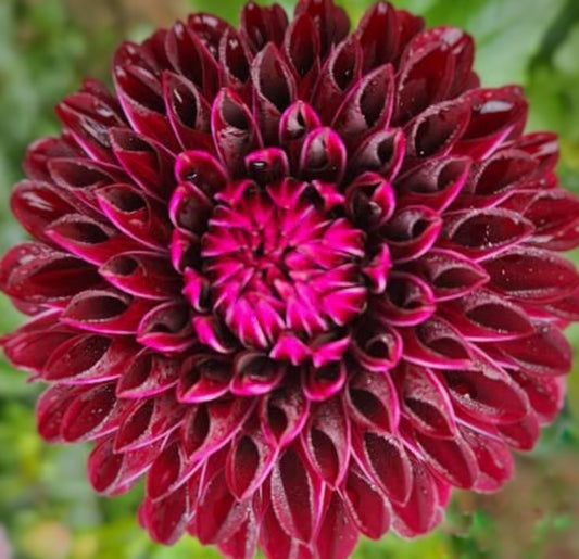 Nighty Night Dahlia Tuber