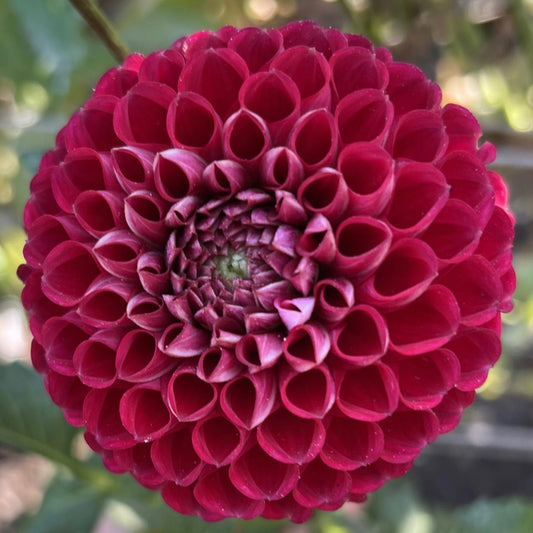 Cornel Dahlia Tuber