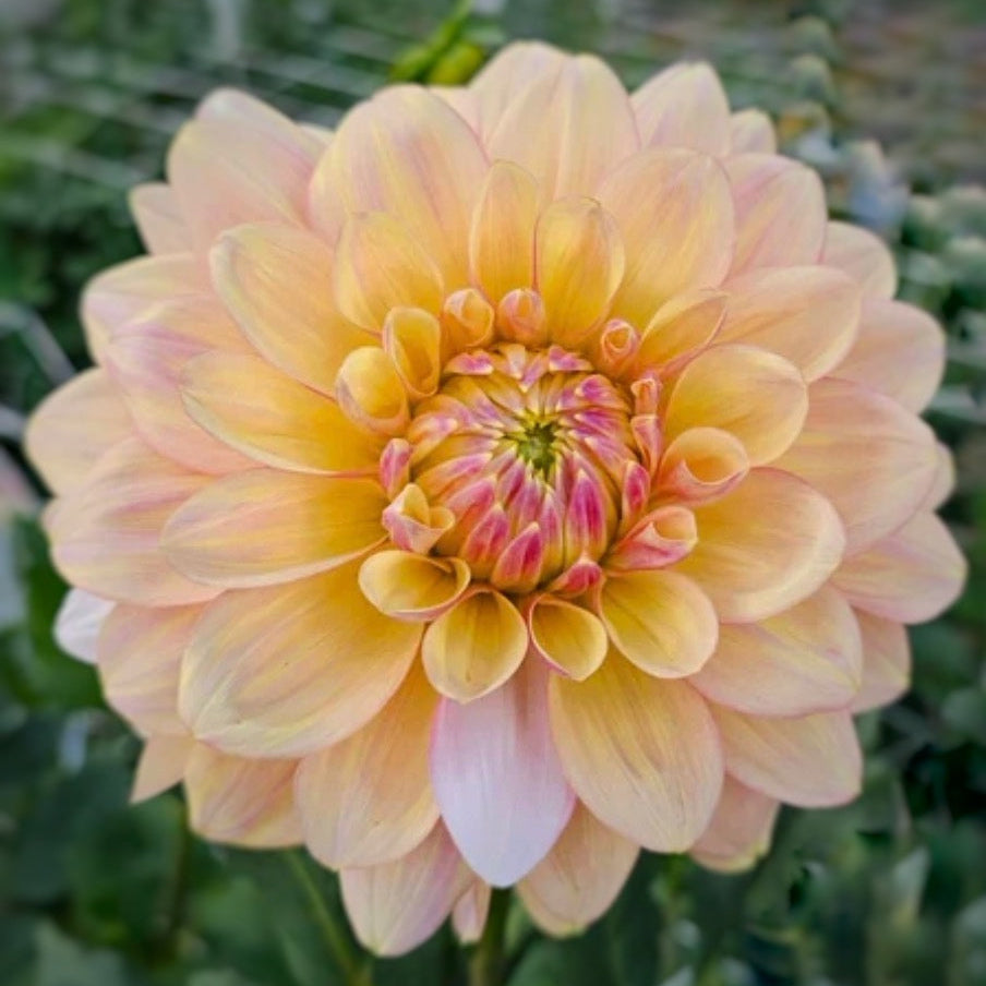 Wyn's New Pastel Dahlia Tuber
