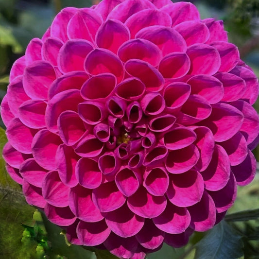 Barbarry Atlantean Dahlia Tuber