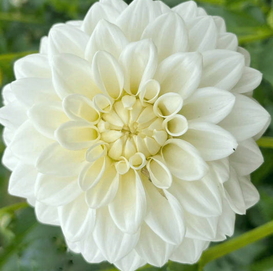 Blizzard Dahlia Tuber