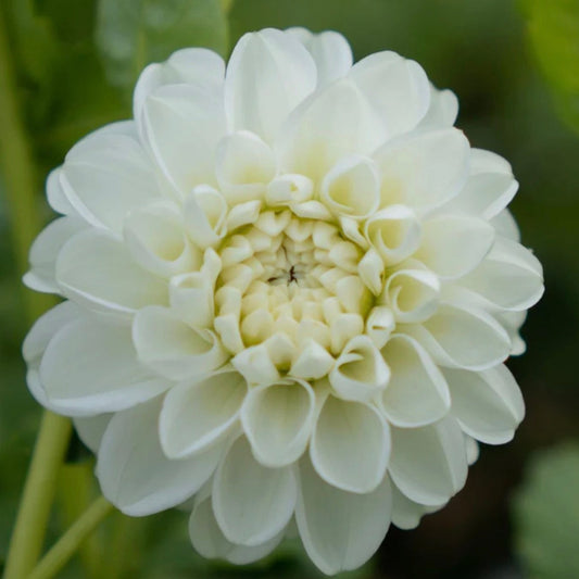 Orsett Beauty Dahlia Tuber