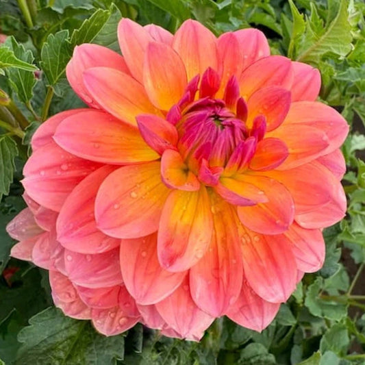 Oregon Sunset Dahlia Tuber