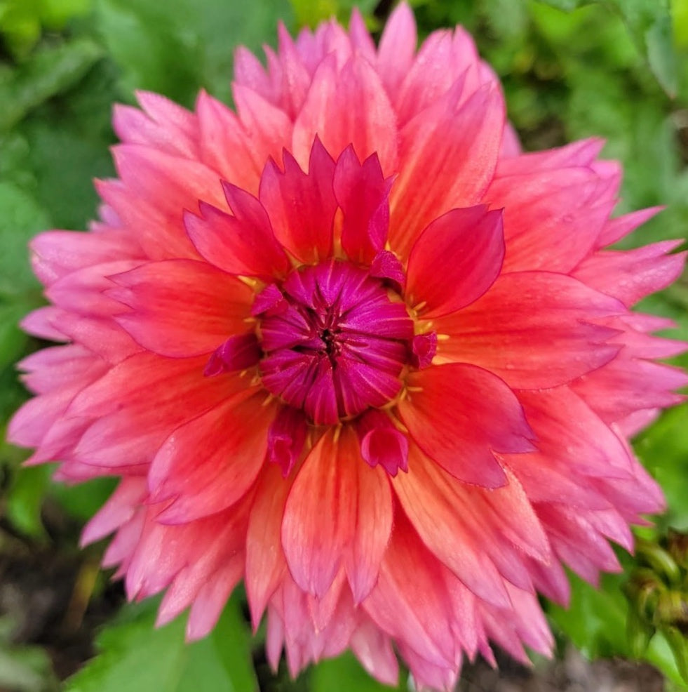 Sonic Bloom Dahlia Tuber