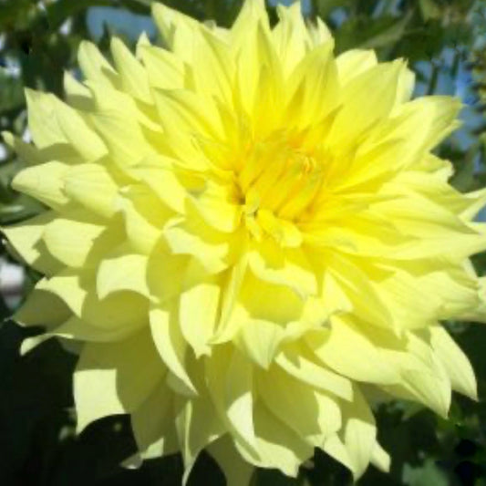 A Peeling Dahlia Tuber