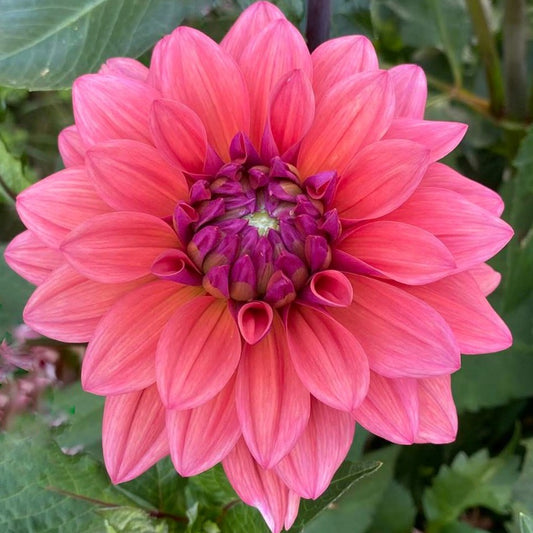 American Dawn Dahlia Tuber