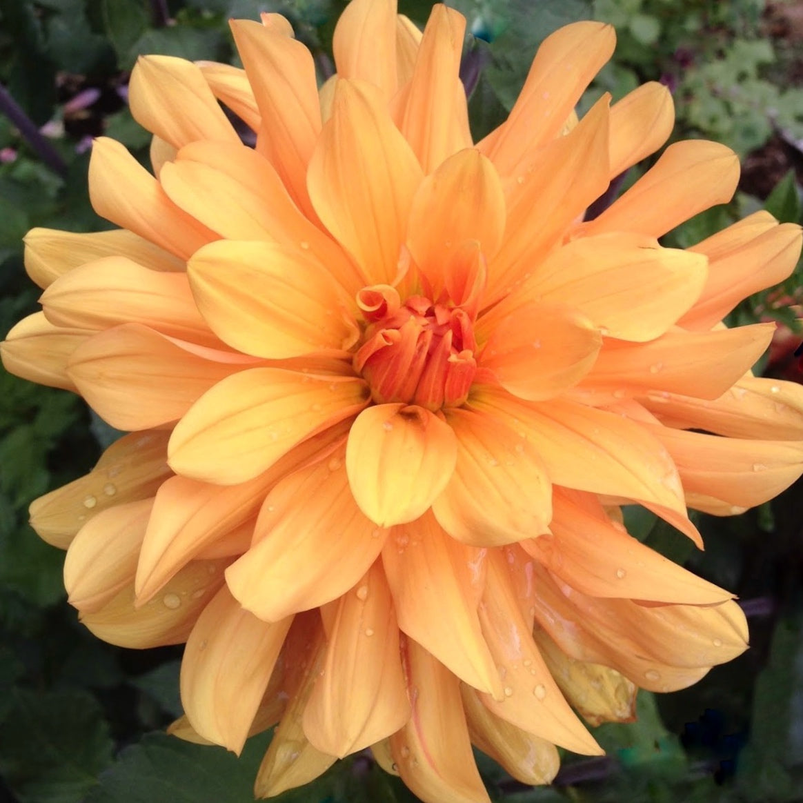 Andrew Charles Dahlia Tuber