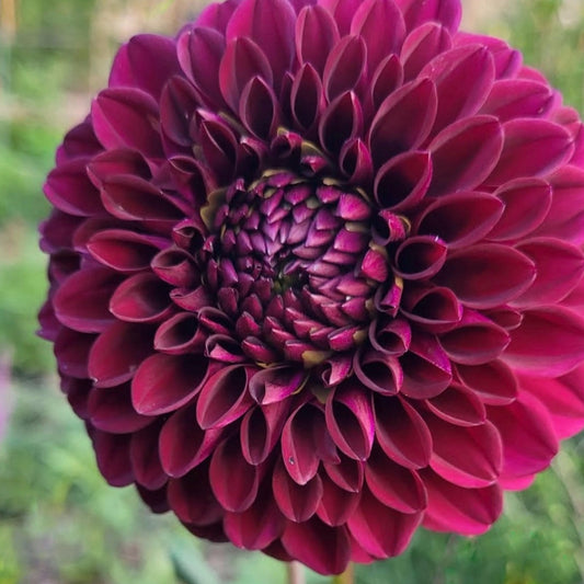 Barbarry Drum Dahlia Tuber