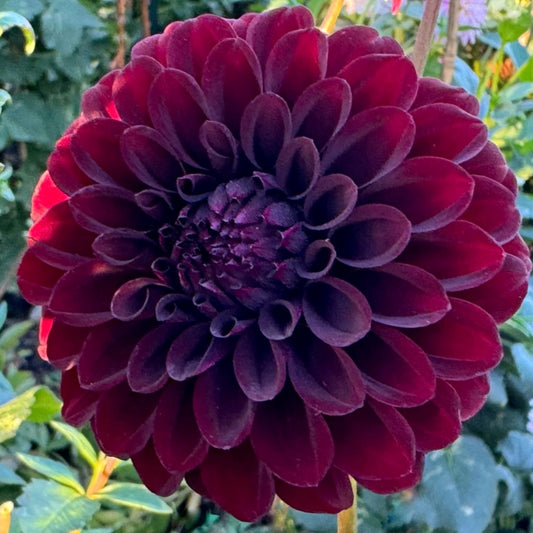 Black Satin Dahlia Tuber