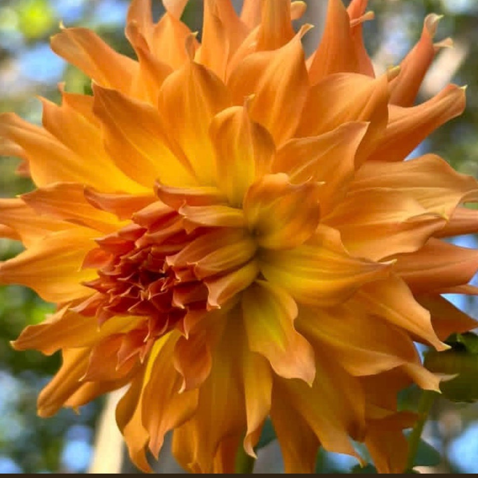Bloomquist Blast Off Dahlia Tuber