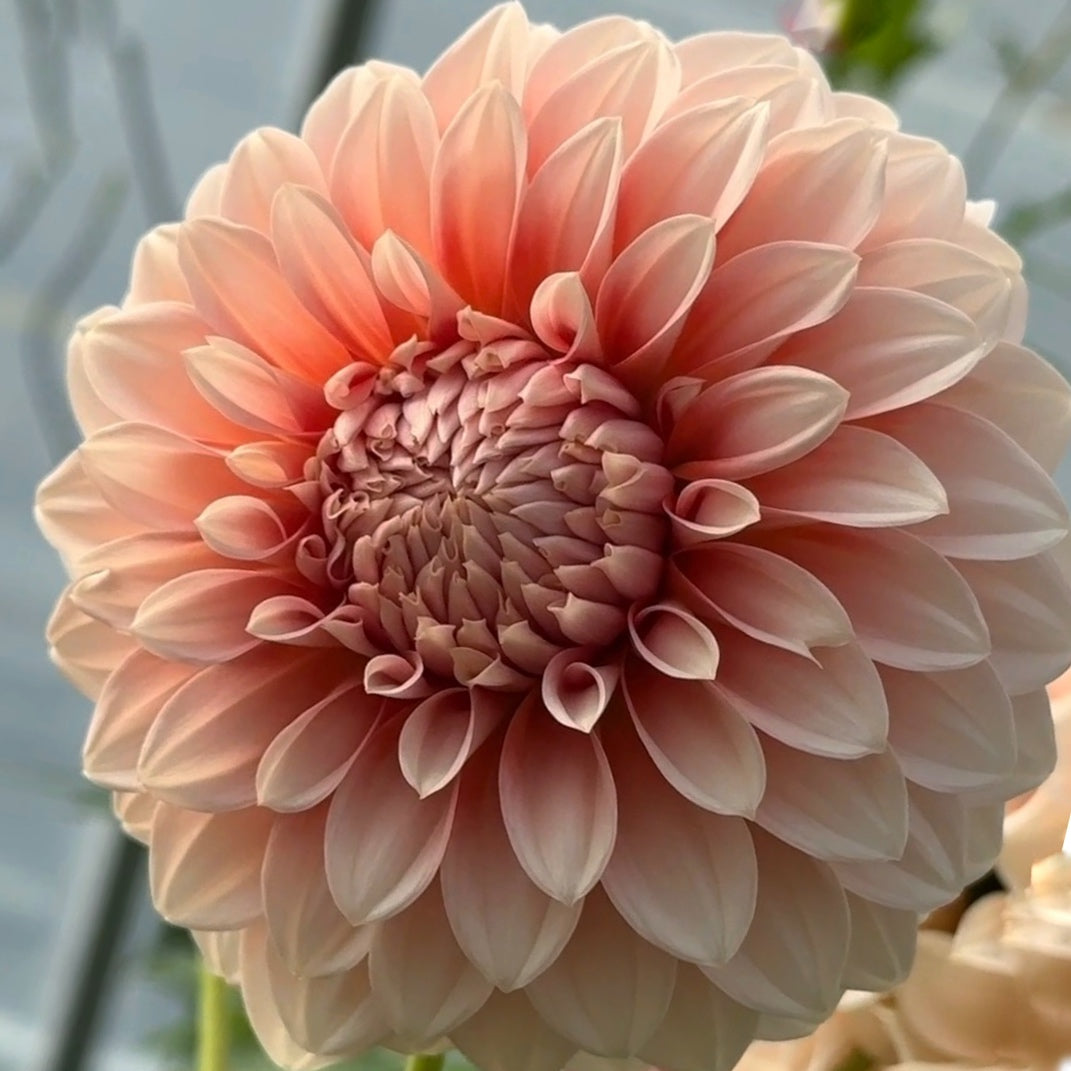 Bell's Bonbori Dahlia Tuber