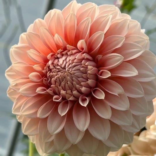 Bell's Bonbori Dahlia Tuber