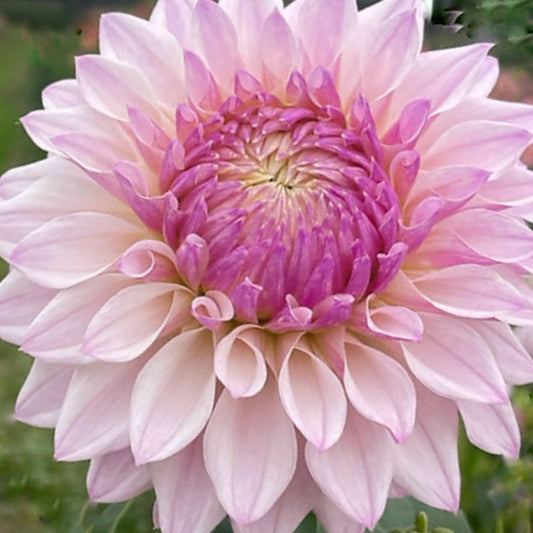 Bloomquist Compare Dahlia Tuber