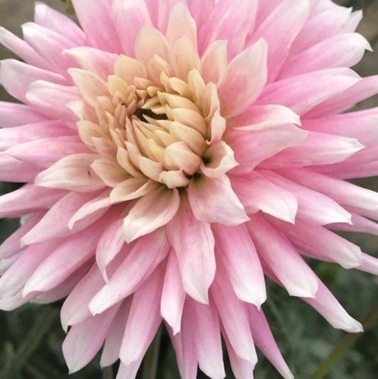 Bloomquist Daniella G Dahlia Tuber