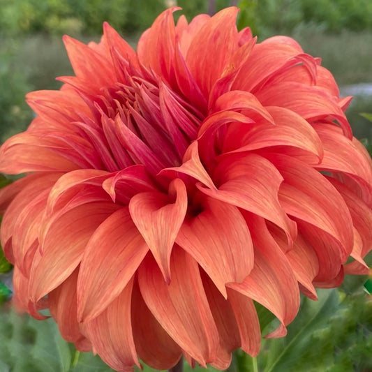 Bloomquist Jean Dahlia Tuber