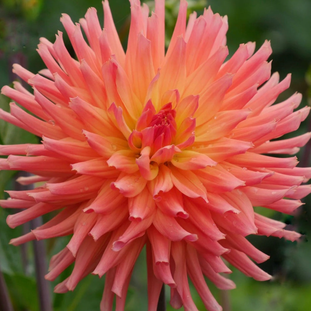Bloomquist Karen G Dahlia Tuber