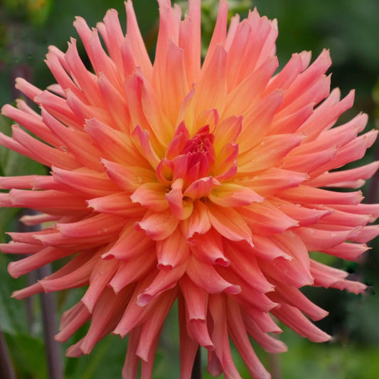 Bloomquist Karen G Dahlia Tuber
