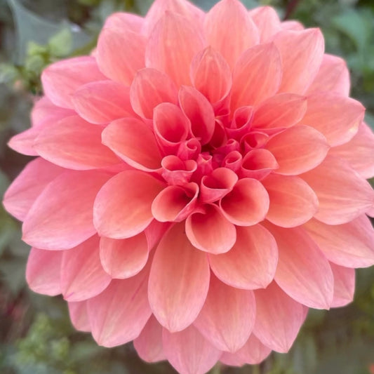 Bloomquist Philly Dahlia Tuber