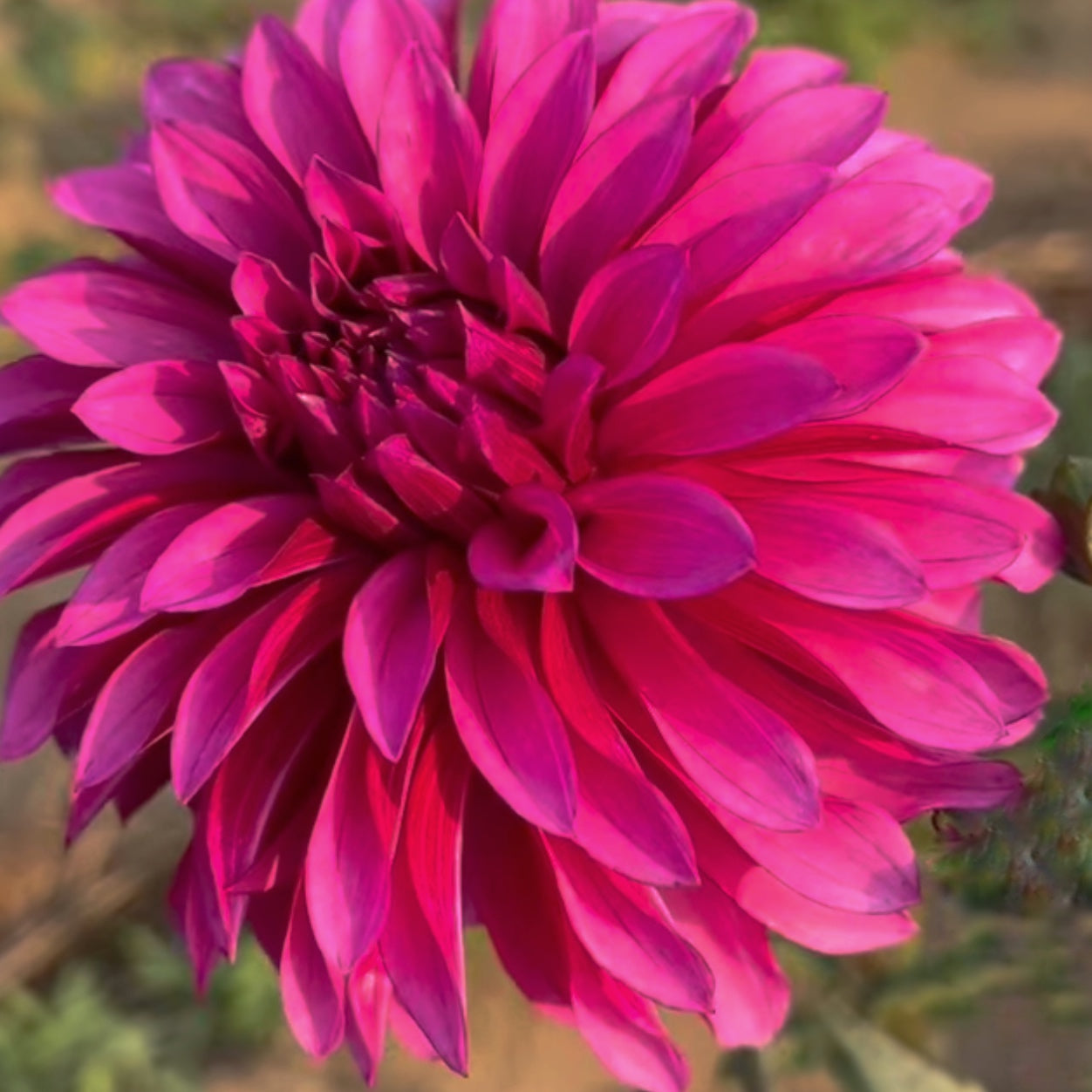 Bloomquist Pinwheel Dahlia Tuber