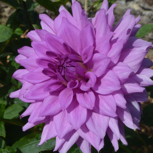 Blue Boy Dahlia Tuber