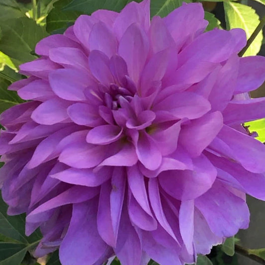 Bluetiful Dahlia Tuber