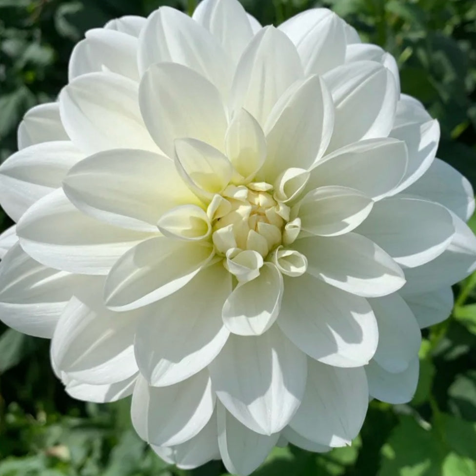 Bridezilla Dahlia Tuber