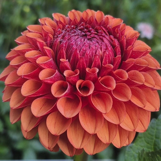 Brown Sugar Dahlia Tuber