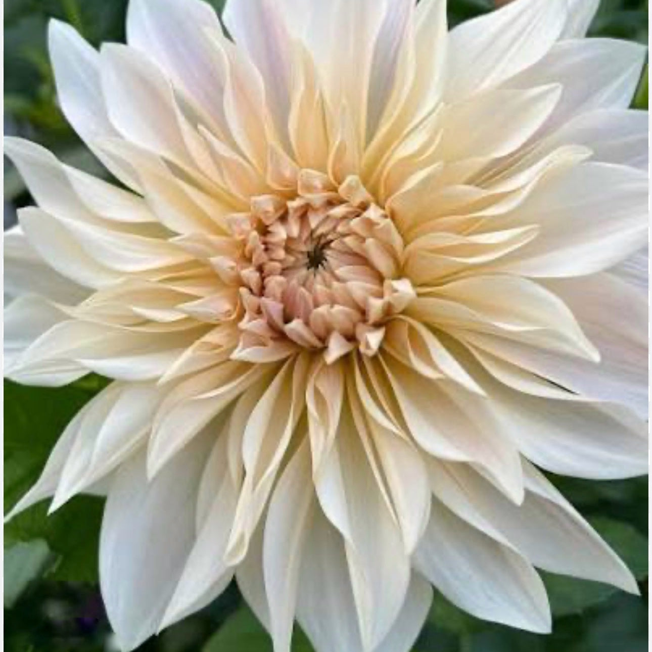 Cafe Au Lait Dahlia Tuber