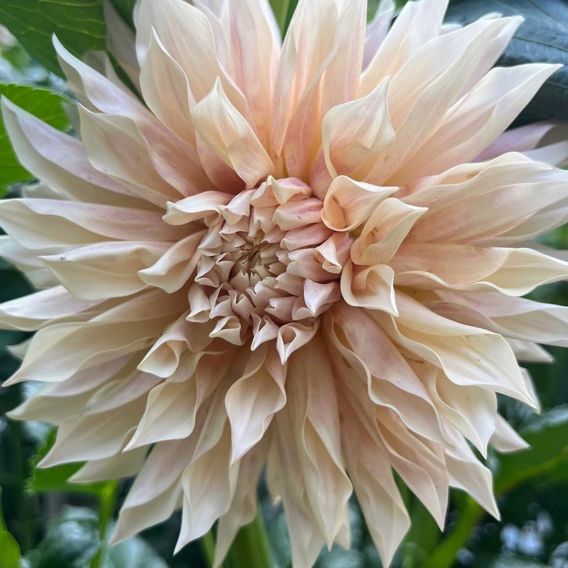Cafe De Paris Dahlia Tuber