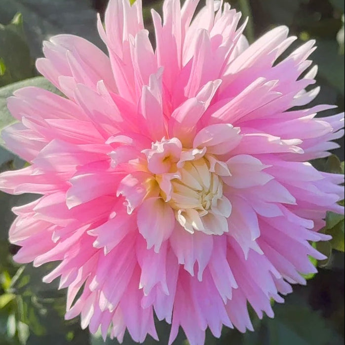Chilson's Pride Dahlia Tuber