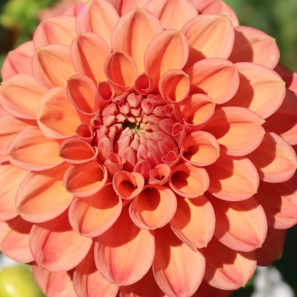 Ice Tea Dahlia Tuber