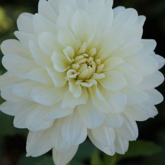 Vista Jake Dahlia Tuber