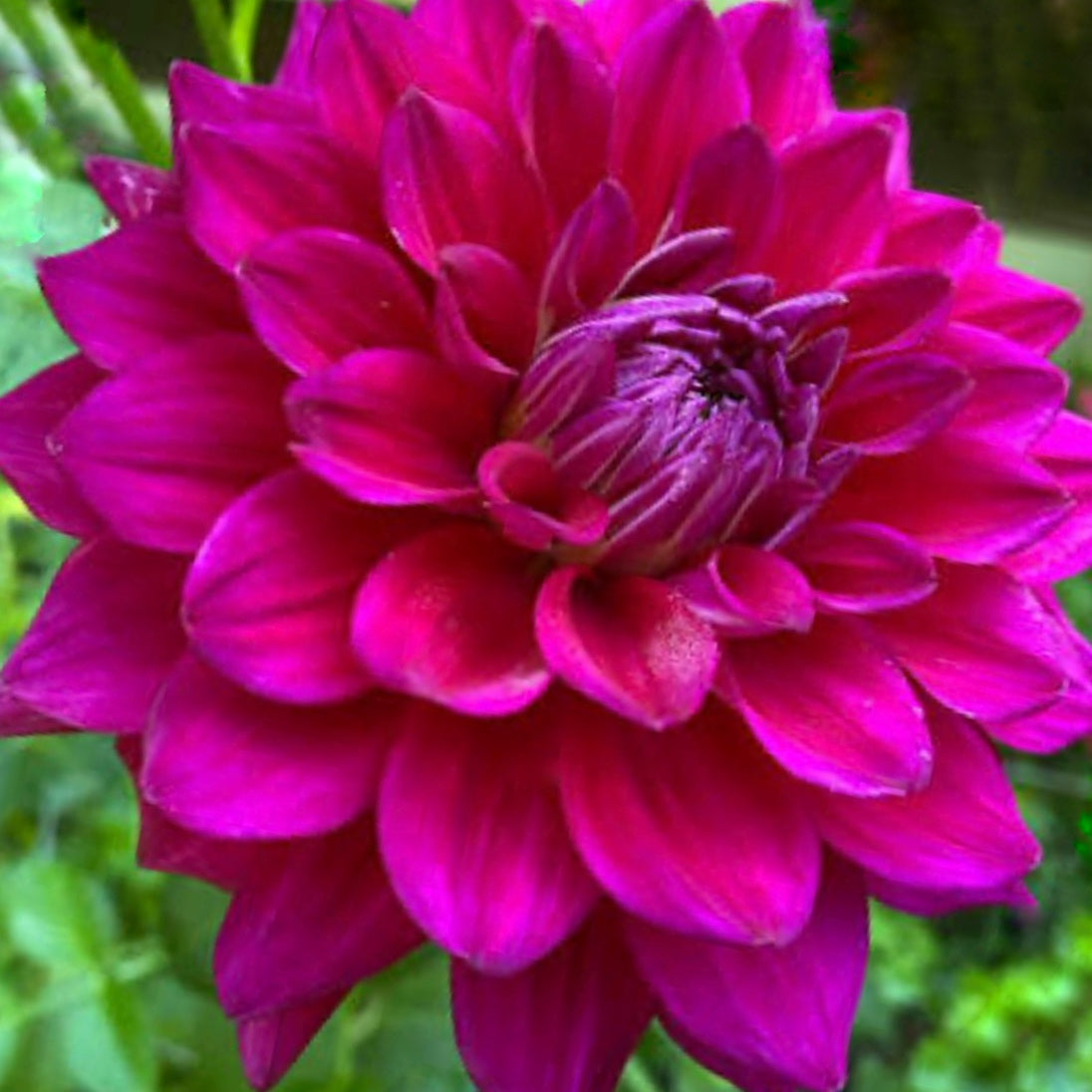 Chloe Janae Dahlia Tuber